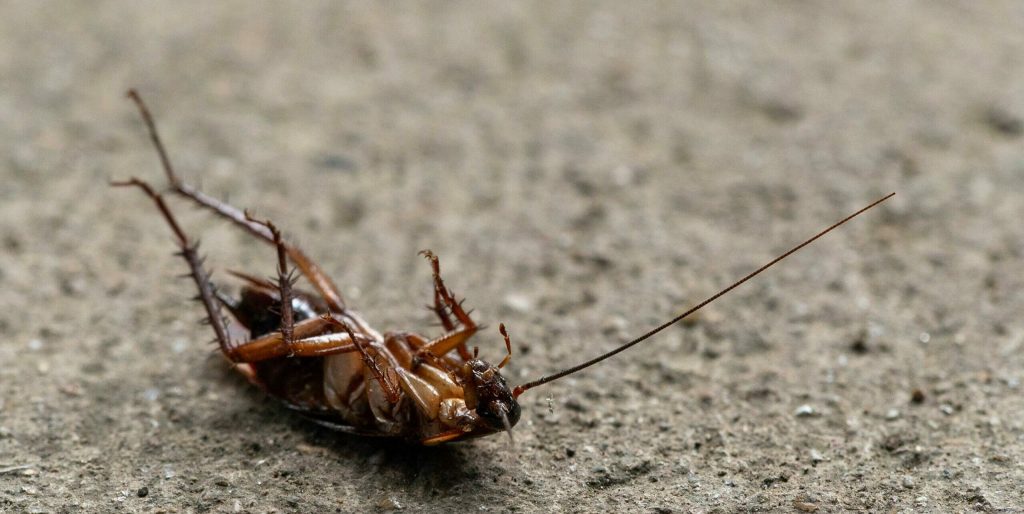 Breakthrough in Roach Removal: Rethinking Hygiene in Your House