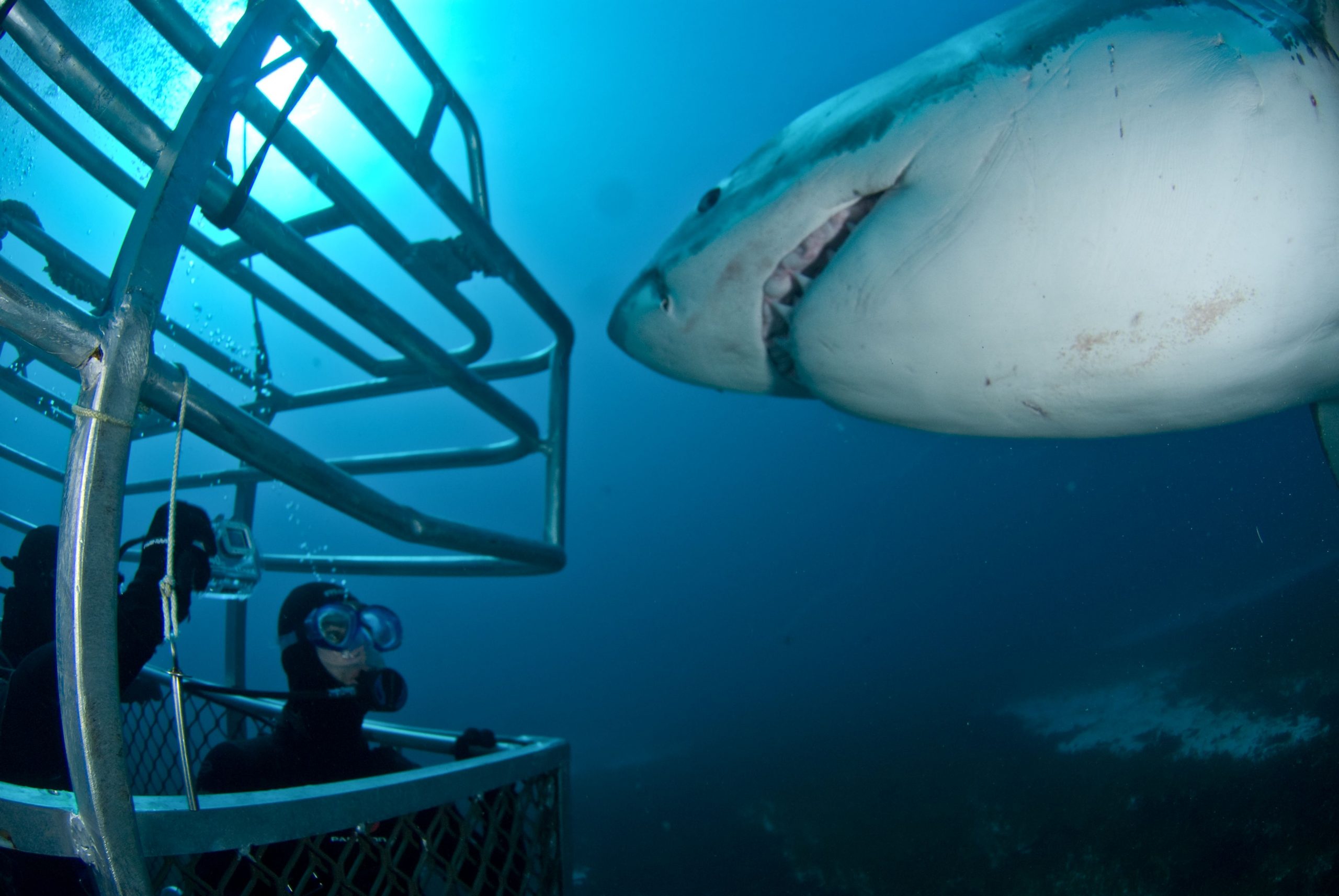 oahu shark cage