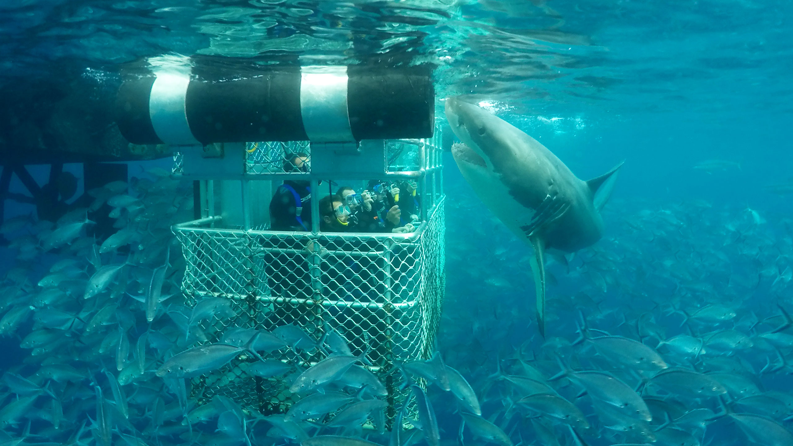 Face-to-face with Ocean’s Apex Predators, Hawaii’s Ultimate Shark Diving Adventure