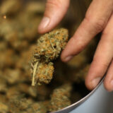 cookies thca flower